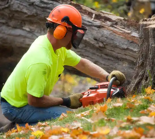 tree services West Wildwood